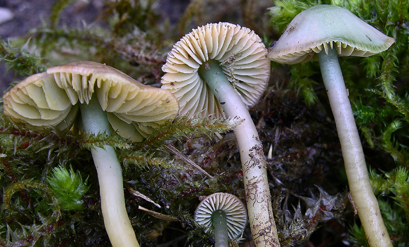 Hygrocybe psittacina.